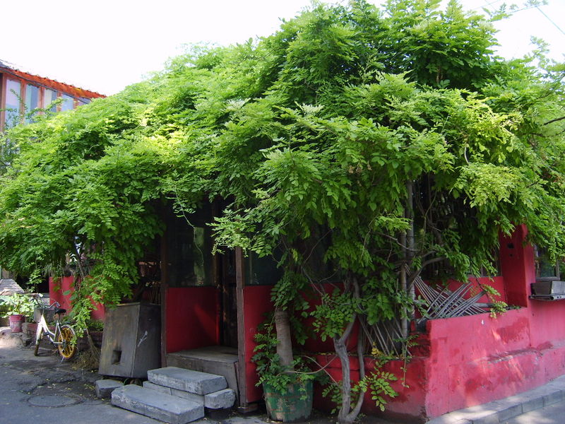城市藤本绿化植物九藤编