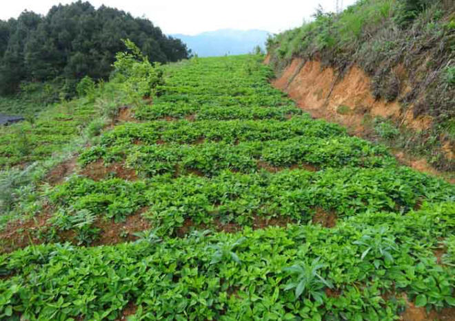太子参种植基地