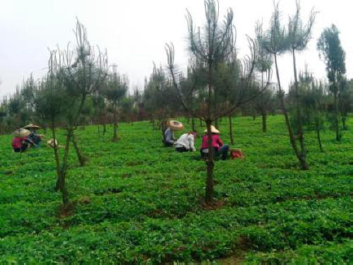 太子参种植基地