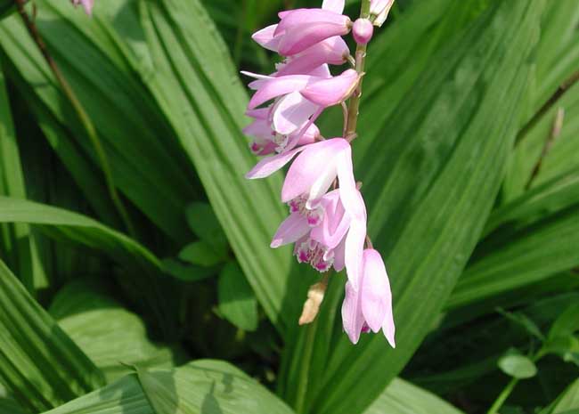 中药材 白芨