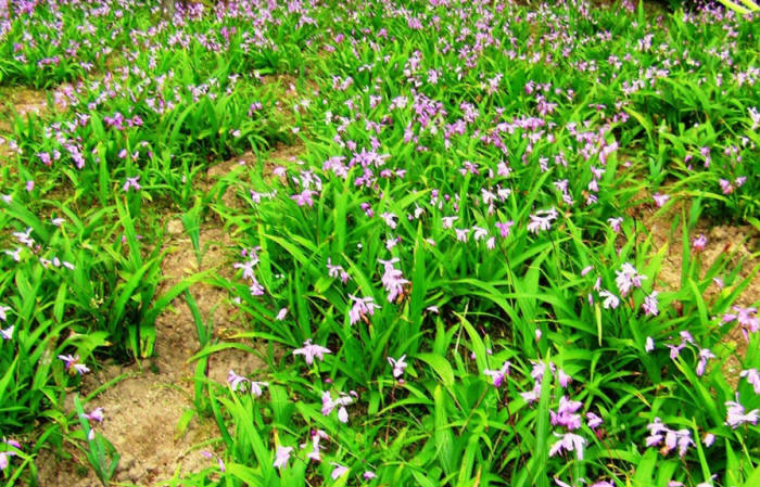中药材白芨种植基地