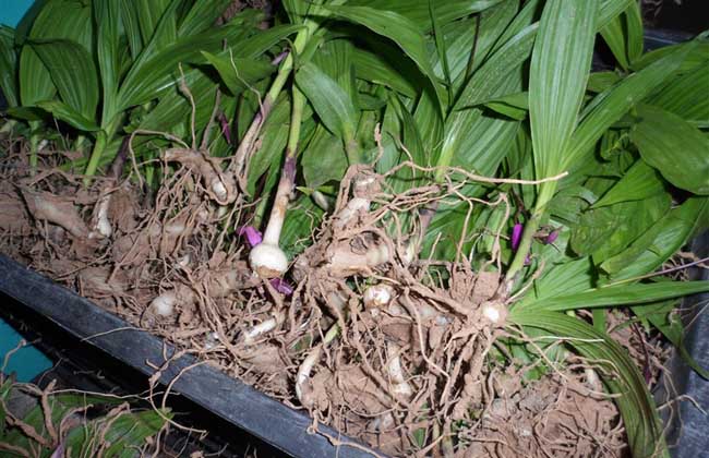 中药材 白芨