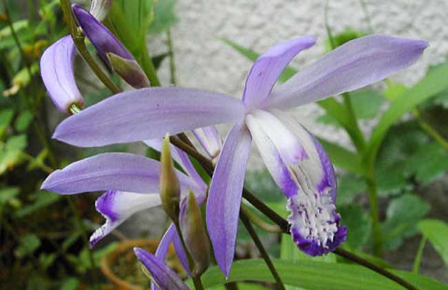 中药材 白芨