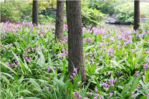 中药材白芨种植基地