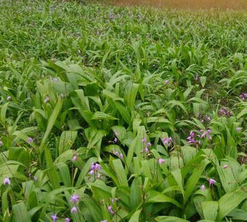 中药材种植基地 中草药繁殖基地