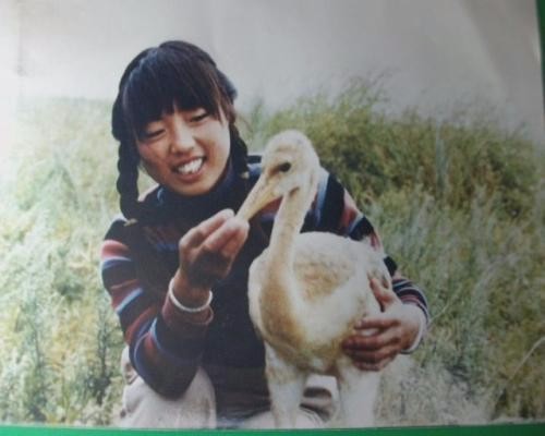 护鹤人徐秀娟在给丹顶鹤喂食
