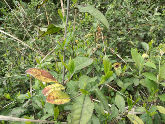 绿茶,高山茶叶,深山茶叶,养生茶叶,保健茶叶,绿色茶叶,荒山茶 直销电话:(+86)13695643311