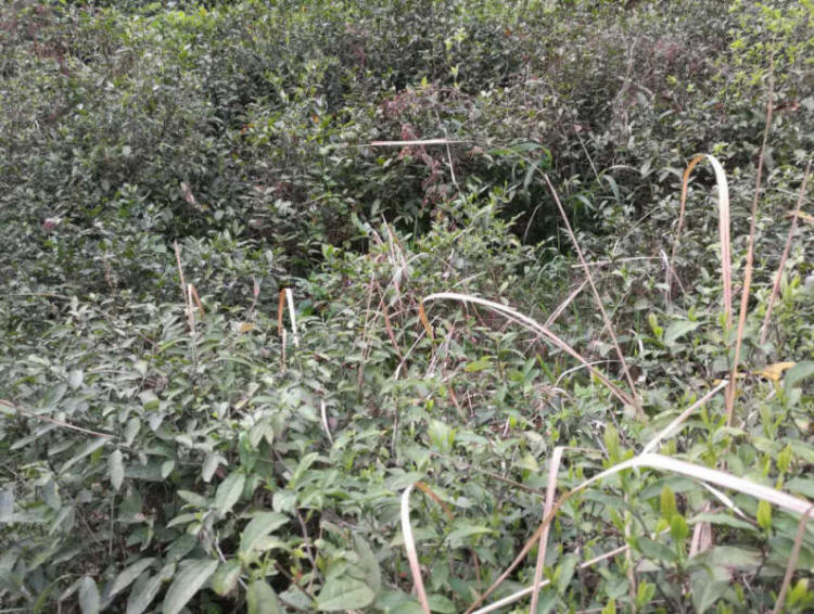 绿茶,高山茶叶,深山茶叶,养生茶叶,保健茶叶,绿色茶叶,荒山茶 直销电话:(+86)13695643311