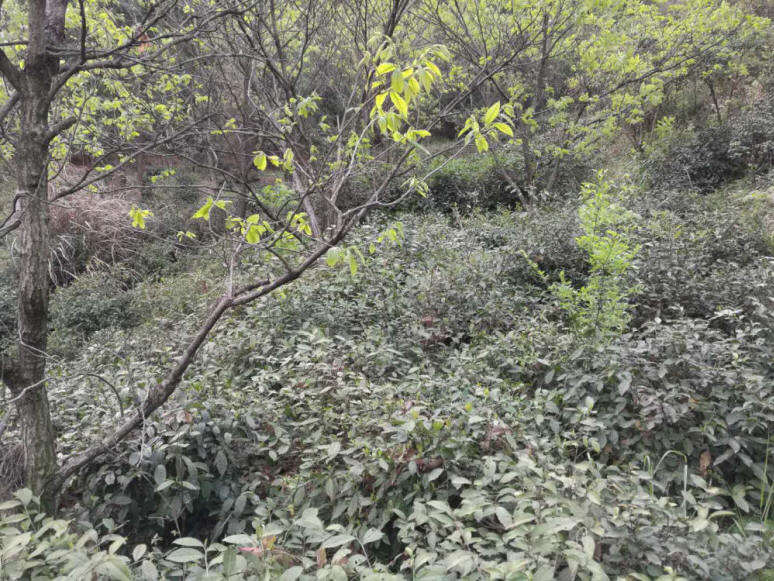 绿茶,高山茶叶,深山茶叶,养生茶叶,保健茶叶,绿色茶叶,荒山茶 直销电话:(+86)13695643311