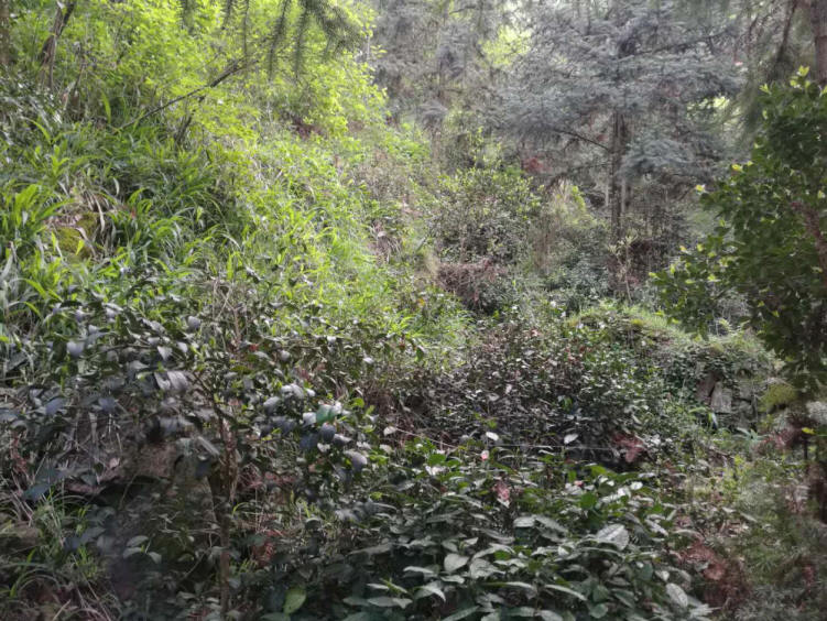 绿茶,高山茶叶,深山茶叶,养生茶叶,保健茶叶,绿色茶叶,荒山茶 直销电话:(+86)13695643311