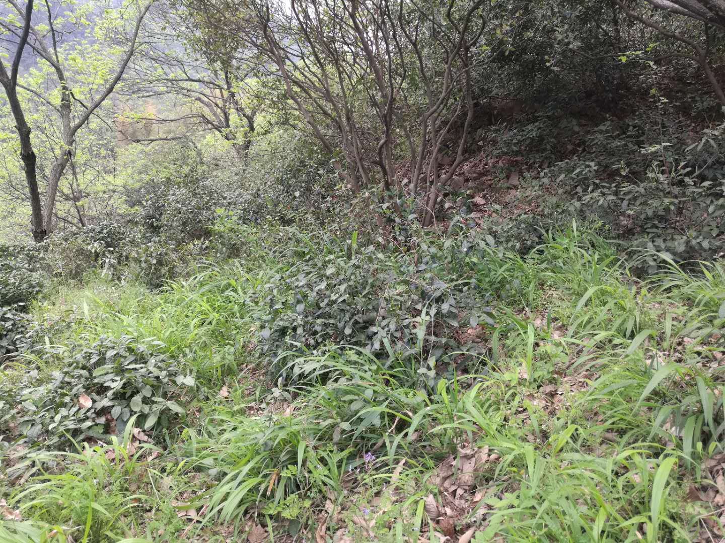绿茶,高山茶叶,深山茶叶,养生茶叶,保健茶叶,绿色茶叶,荒山茶 直销电话:(+86)13695643311