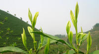 安吉白茶