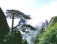 黄山迎客松
