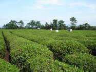 大佛龙井茶