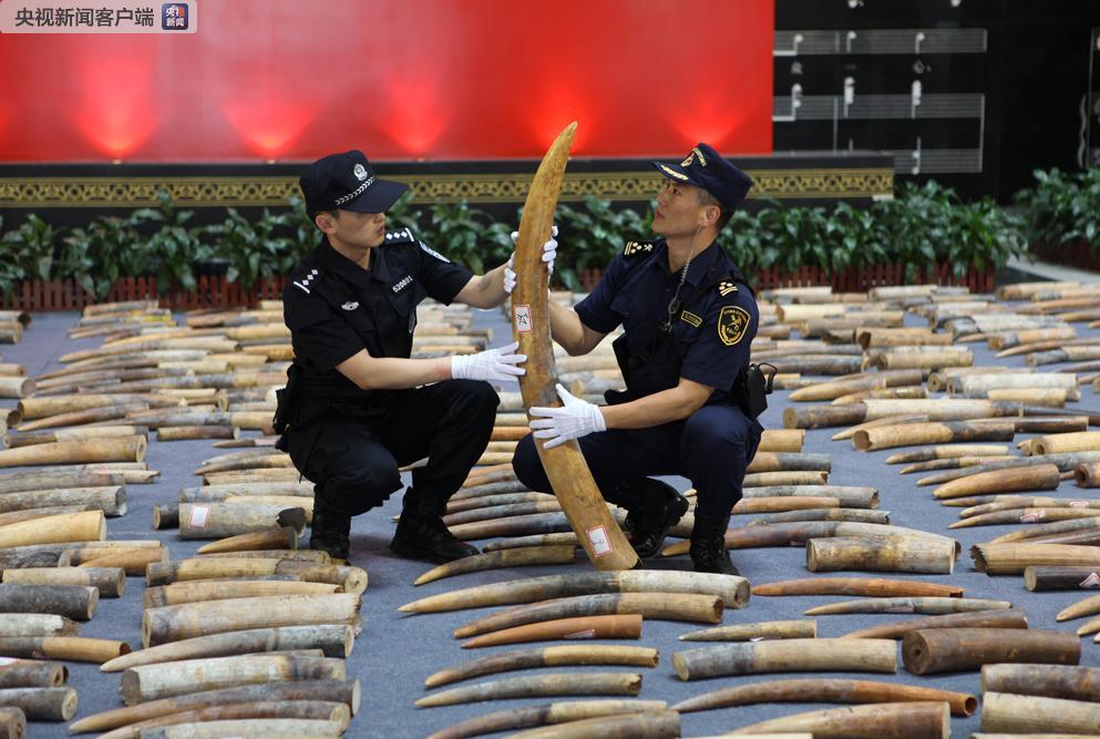 2019年3月黄埔海关破获特大走私象牙案