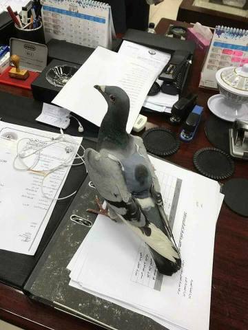 信鸽背可疑包裹被抓 内藏178粒毒品