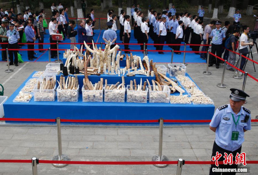 中国执法查没象牙销毁活动