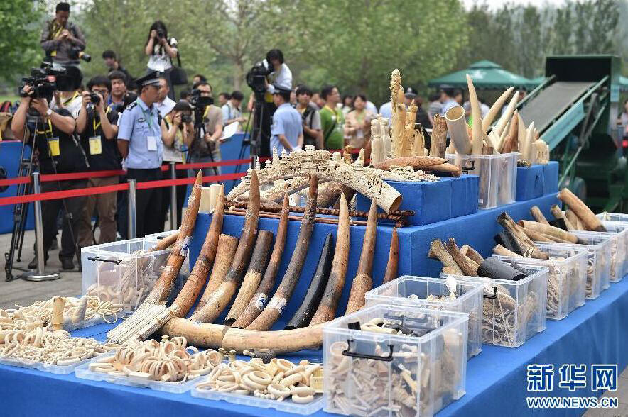 中国执法查没象牙销毁活动