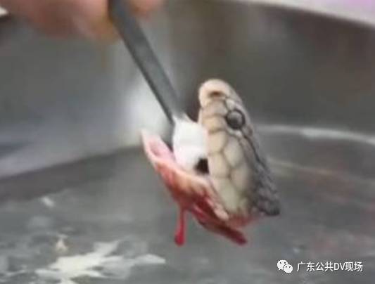 被砍断的眼镜蛇蛇头在一定的时间内仍然有咬合力