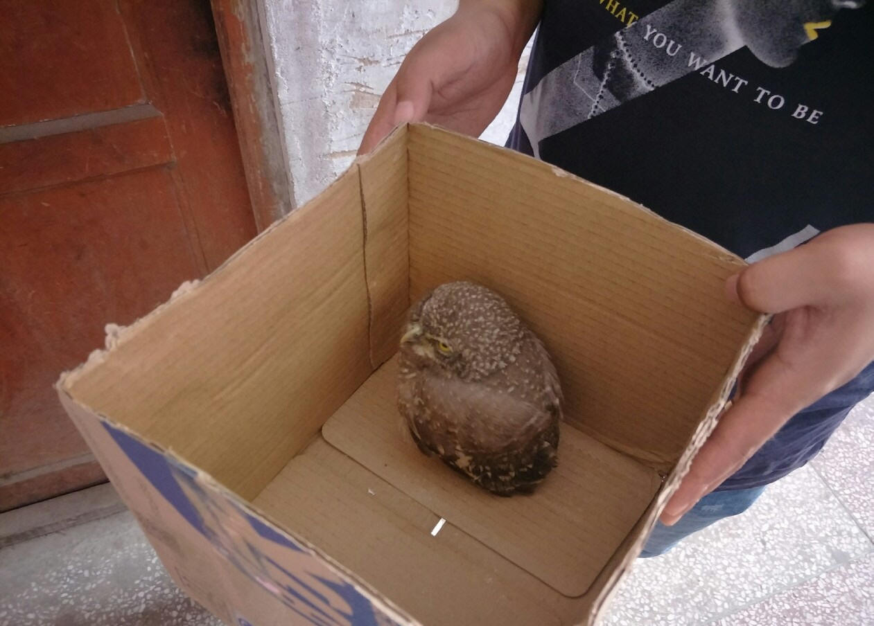 国家二级保护动物斑头鸺鹠