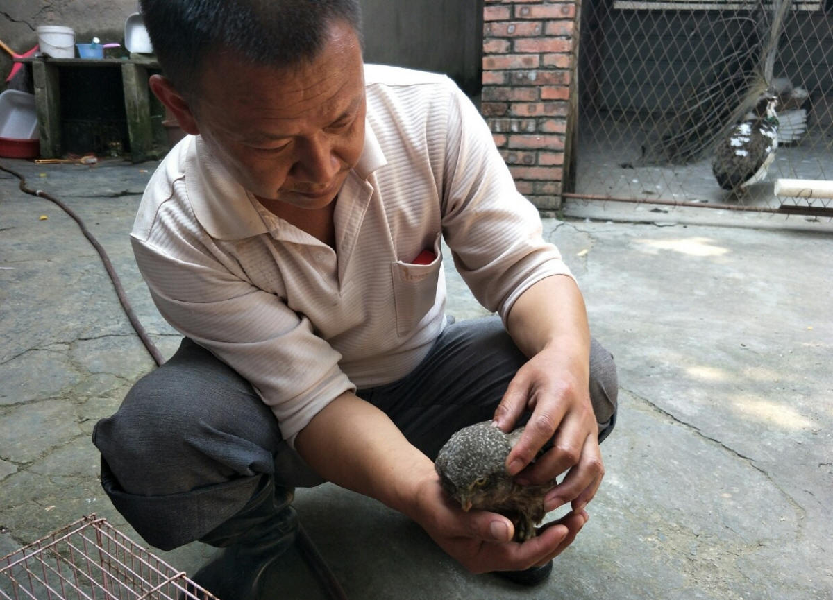 国家二级保护动物斑头鸺鹠
