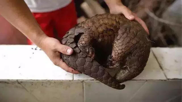 国家特级保护动物 穿山甲的母爱