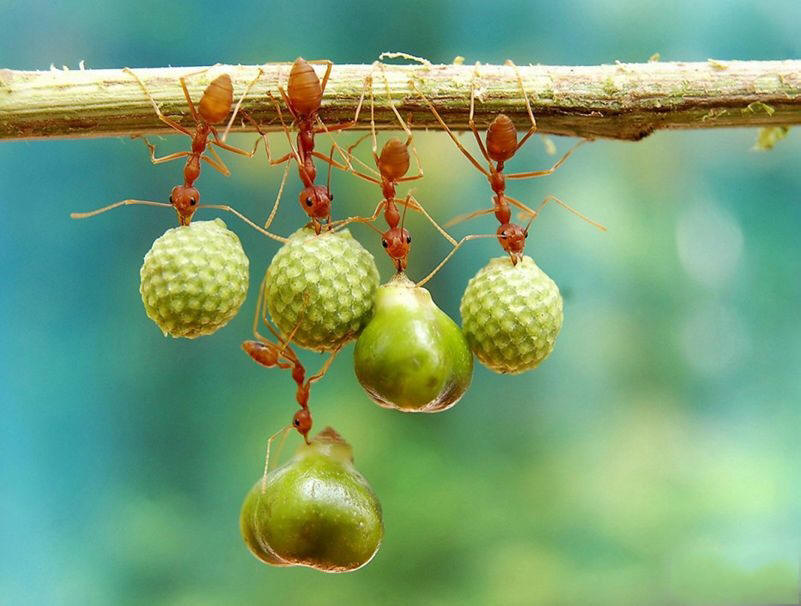 蚂蚁的力气