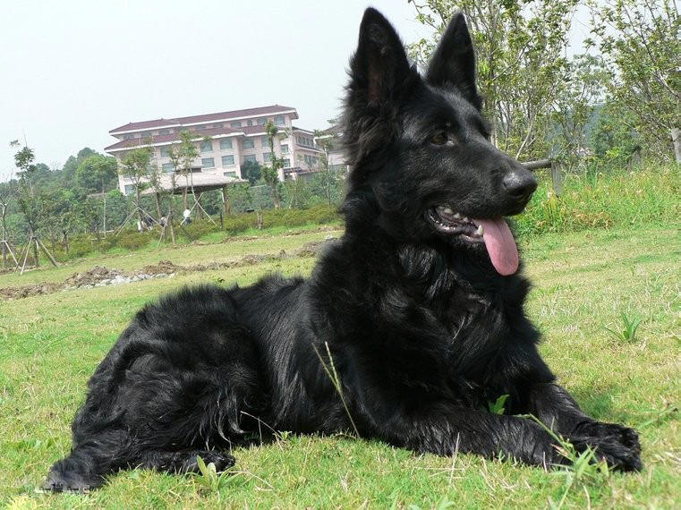 黑军犬 黑警犬