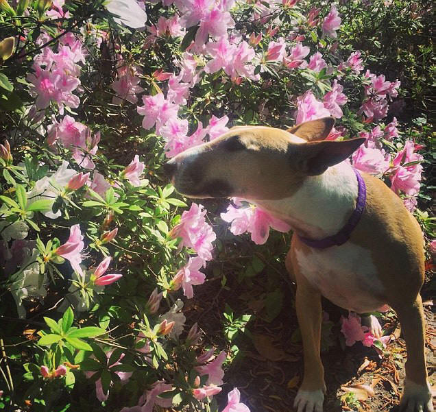 动物嗅花照片 一只狗在嗅花香