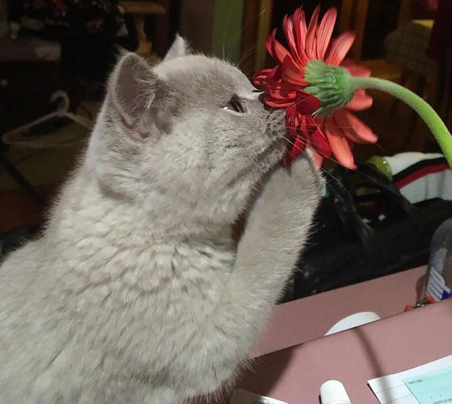 动物嗅花照片 小灰猫嗅花香