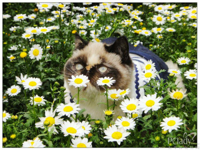 动物嗅花照片 小花猫嗅花香