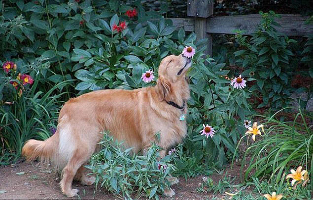 动物嗅花照片 犬在嗅花香