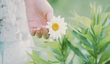 阅读与欣赏 人生哲理 花卉