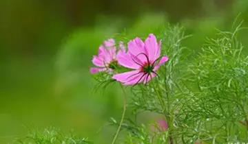 阅读与欣赏 人生哲理 花草