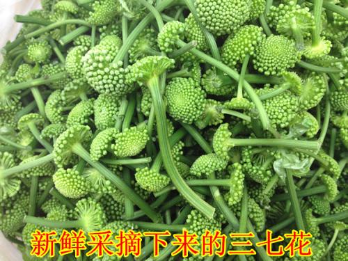 三七花