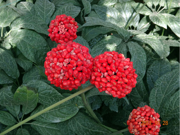 三七花种子