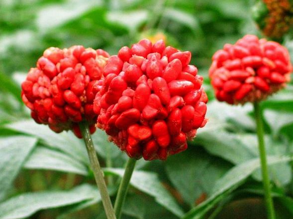 三七花种子