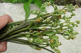 纯天然野生蕨菜