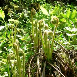 舒城纯天然野生蕨菜