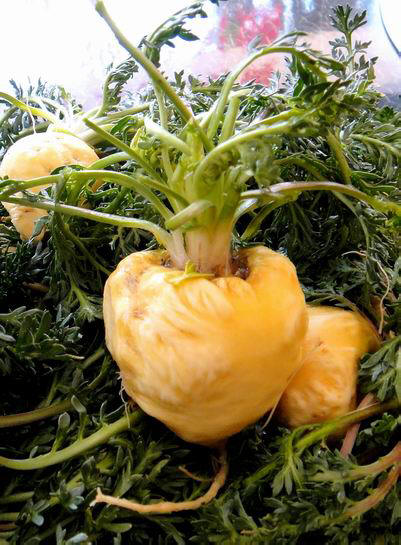 纯天然保健食品 玛卡