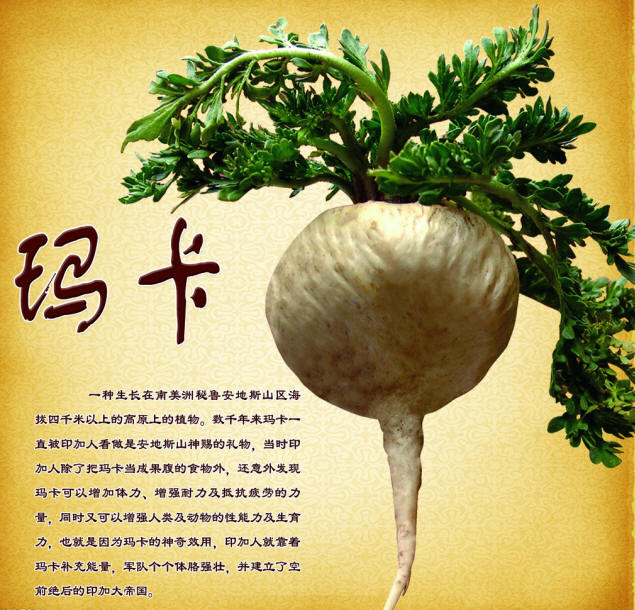 纯天然保健食品 玛卡