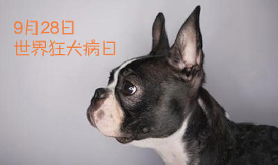 9月28日世界狂犬病日