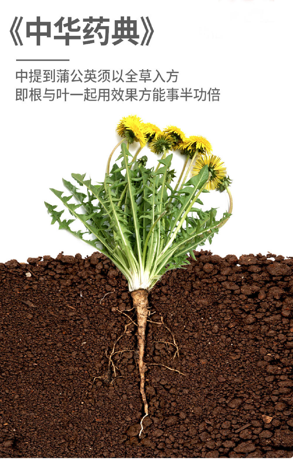 中草药蒲公英 野菜