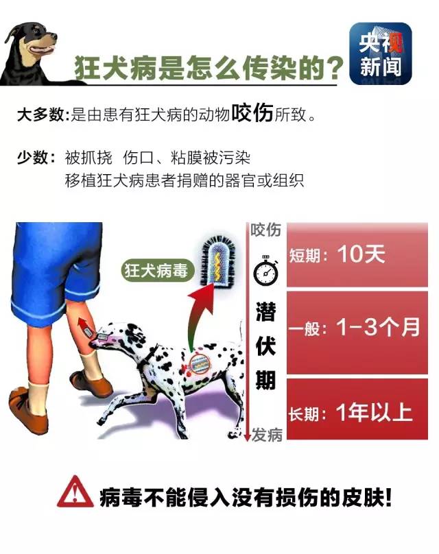 狂犬病是怎么传染的