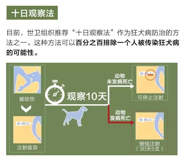 狂犬病的十日观察法