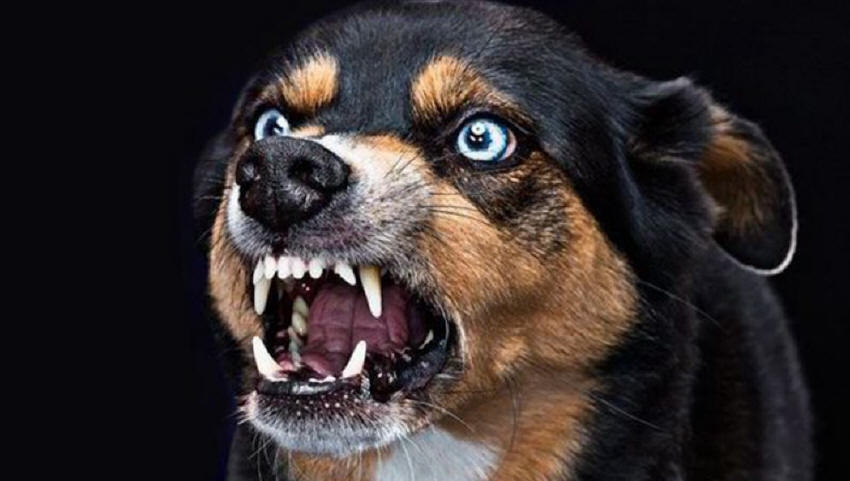 狂犬病的预防 防止被狗咬伤