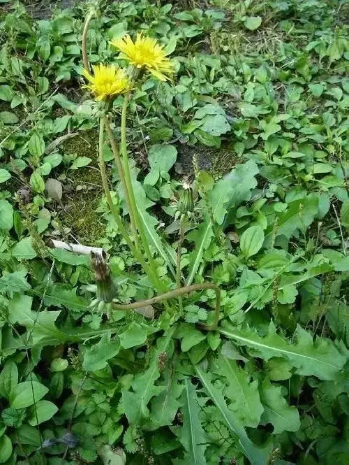 名贵中草药 蒲公英