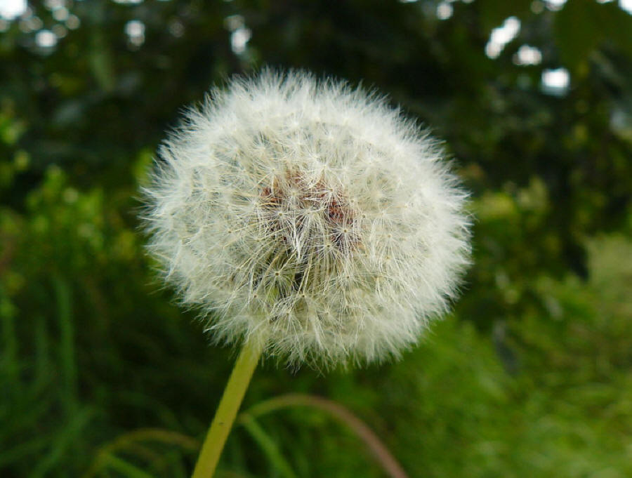 名贵中草药 蒲公英
