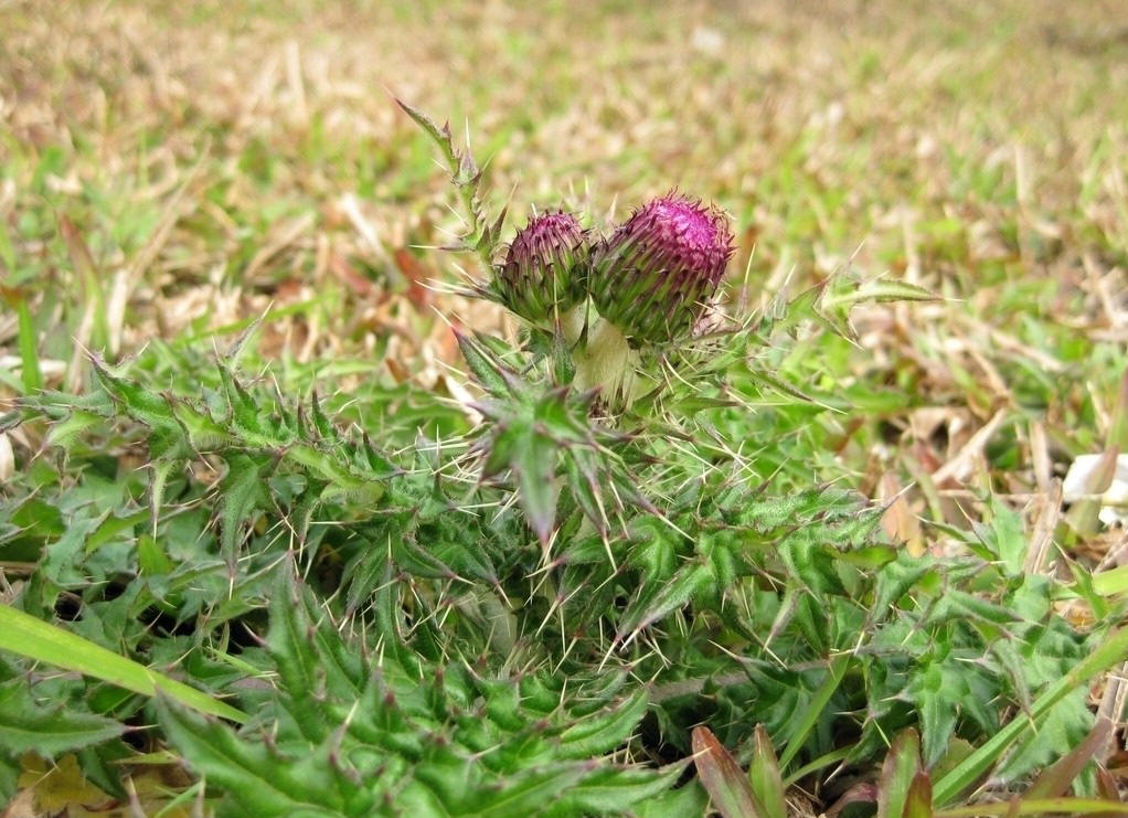 名贵中草药 蒲公英
