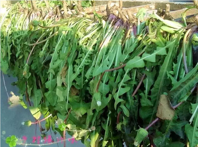 名贵中草药 蒲公英